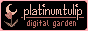 platinum tulip